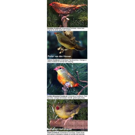 Strawberry Finches Mutations / Sub-species