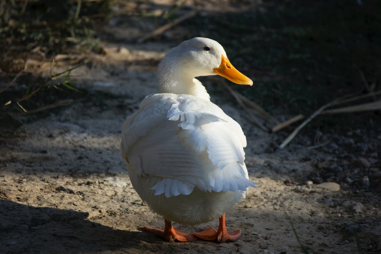 The Aylesbury Duck's Back View