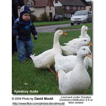 Aylesbury Ducks