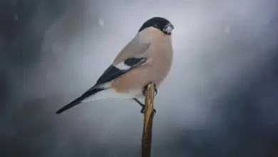 Azores Bullfinches Perched on a Thorn