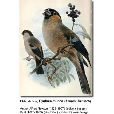 Plate showing Pyrrhula murina (Azores Bullfinch)