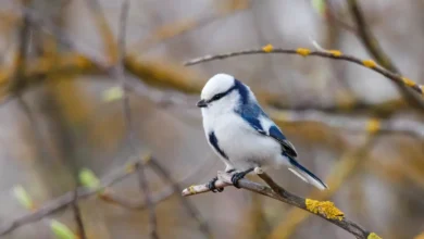 Azure Tits Resting on a Branch