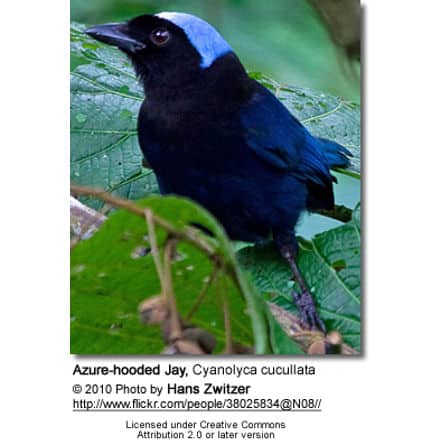 Azure-hooded Jay, Cyanolyca cucullata