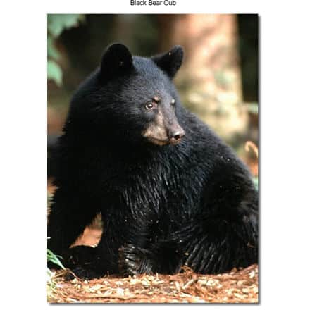 Black Bear