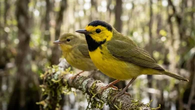 Bachman's Warblers (Vermivora bachmanii)