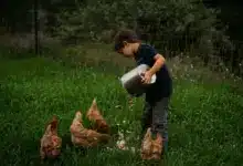 Boy Feeding chicken in the backyard. Backyard Chicken & Duck Care.