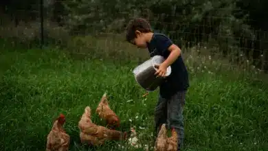 Backyard Chicken & Duck Care. A little boy feeding his chicken in the backyard.