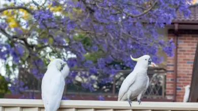 White Bird Backyard Wildlife Problems
