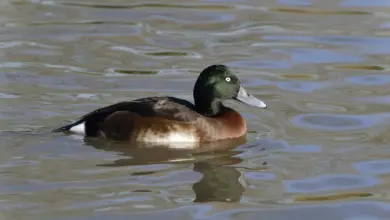 A Baer's Pochards On The Water
