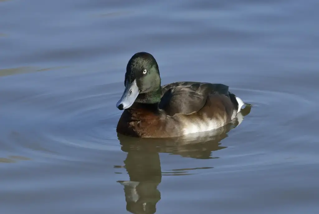 Baer's Pochards Swims On The Water