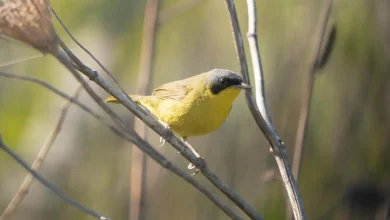 Bahama Yellowthroats