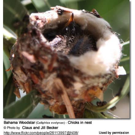 Bahama Woodstar (Calliphlox evelynae) - Chicks in nest