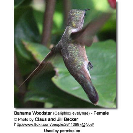 Bahama Woodstar (Calliphlox evelynae) - Female