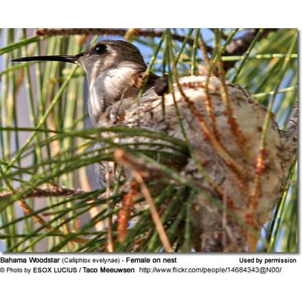 Bahama Woodstar (Calliphlox evelynae) - Female on nest