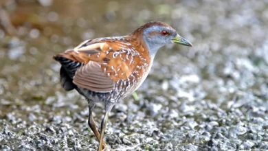 Baillon's Crakes Looking for Food