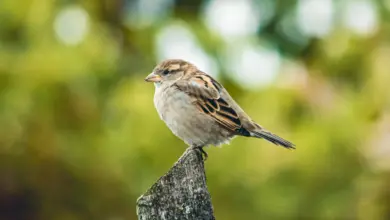 The Baird's Sparrows Perched In Tip Of A Wood