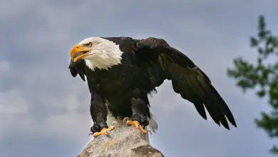 A Bald Eagle standing on a rock alone.