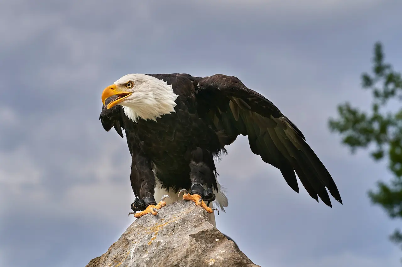 Bald Eagles: Interesting Facts and Information