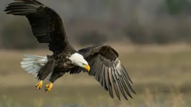Bald Eagles is on Flight