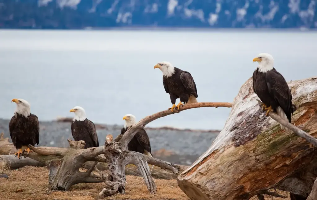 Group of Bald Eagles near the Sea Bald Eagles Facts