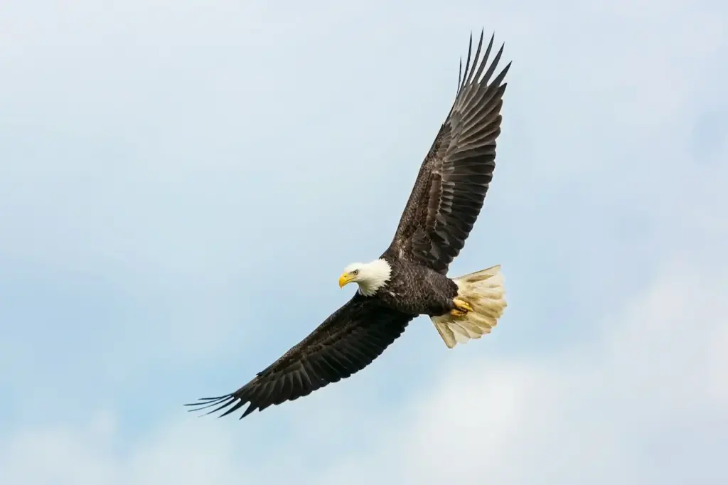 Image of Bald Eagles on the Sky 
