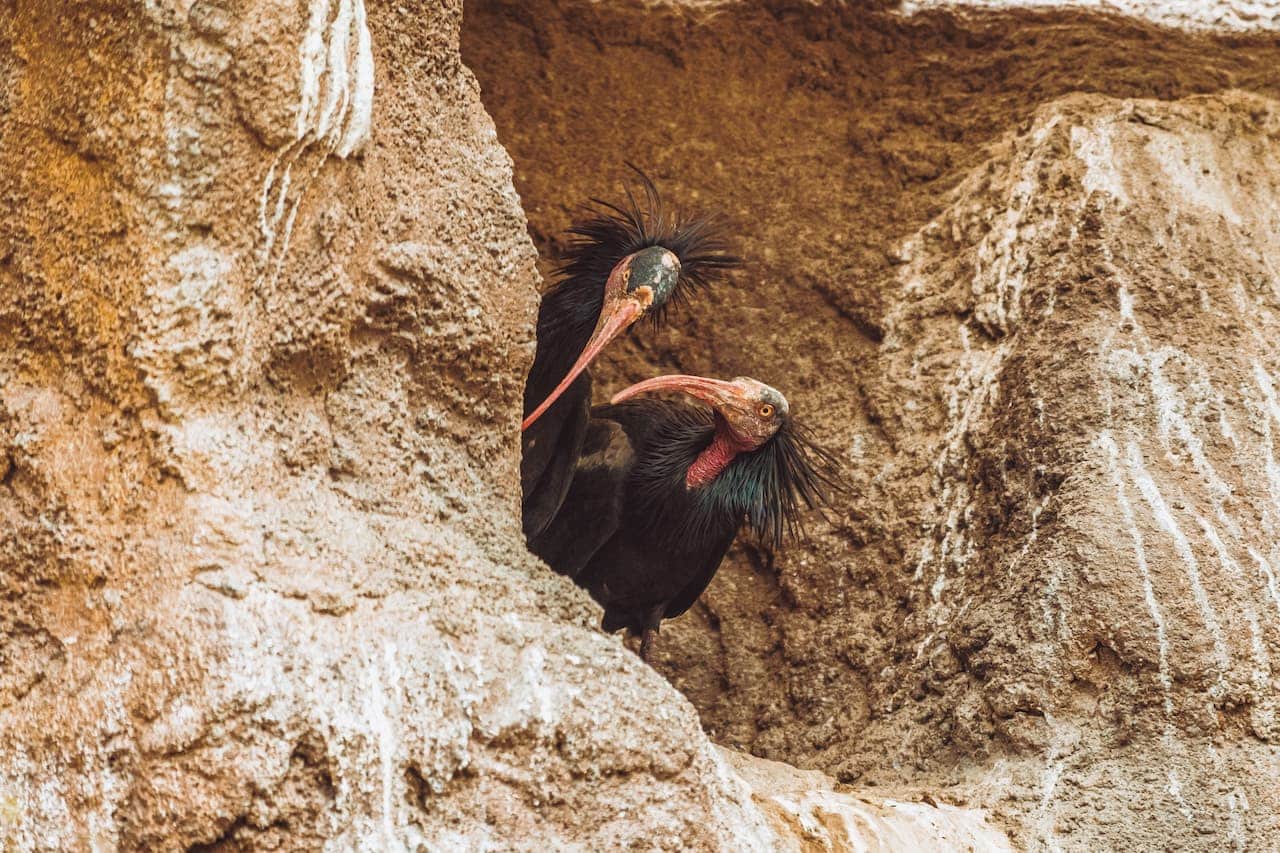 Two Bald Ibis Hiding In The Big Rocks