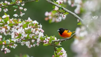 An orange Baltimore Orioles, perching on a tree branch that have pink flowers on it.