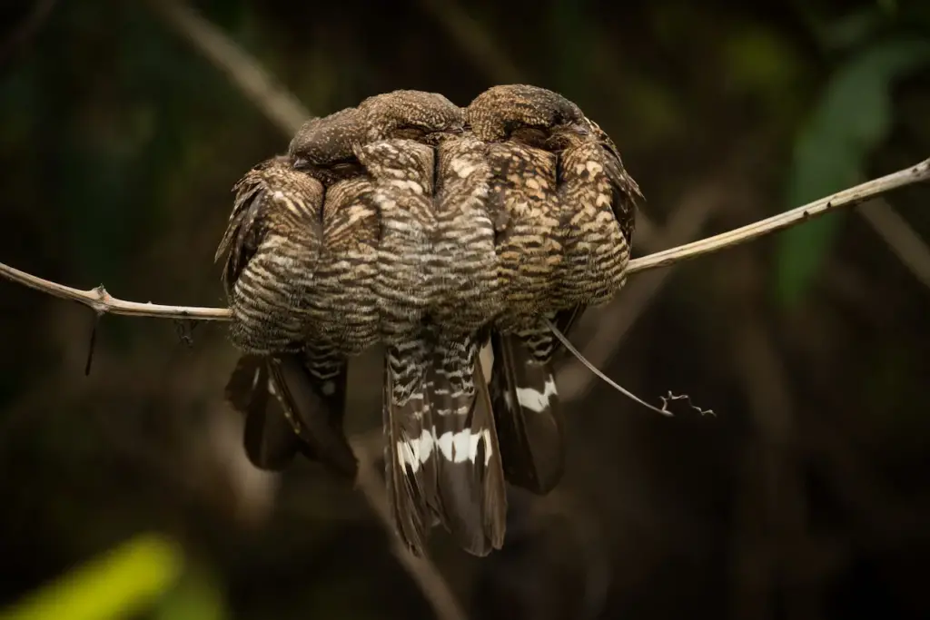 Band-tailed Nighthawks Perched on Tree 