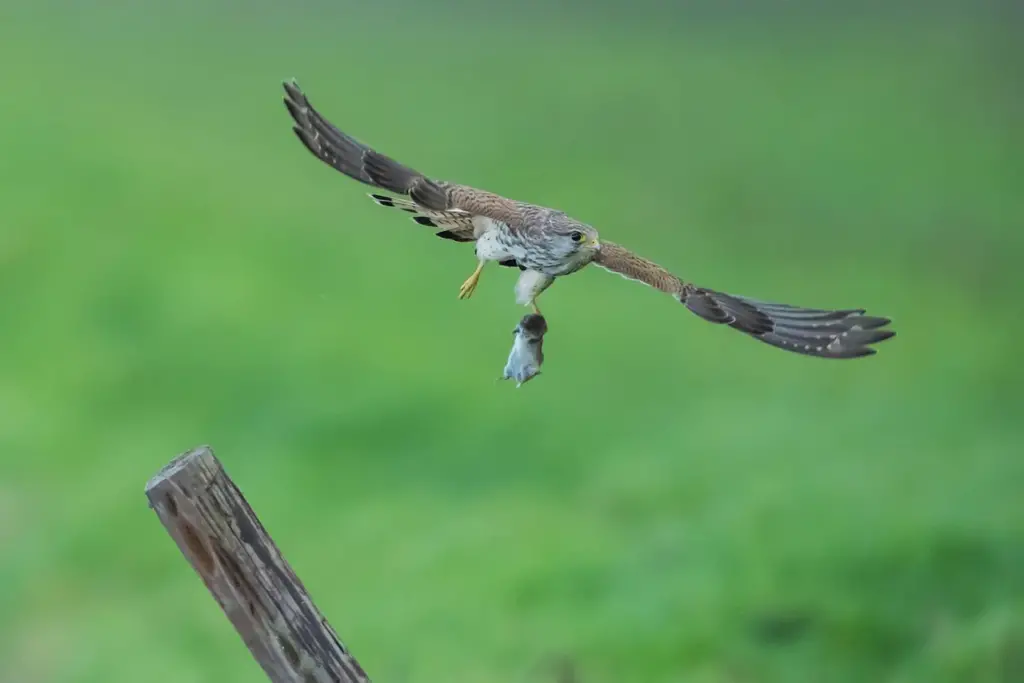 Banded Kestrel Catching Food 