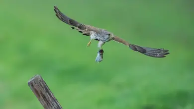 Banded Kestrel Catching Food