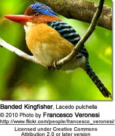Banded Kingfisher, Lacedo pulchella