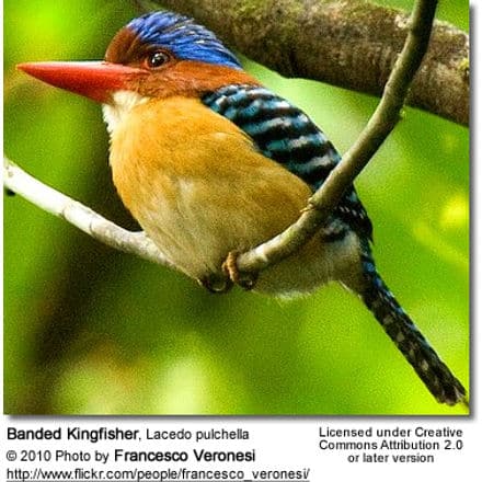 Banded Kingfisher, Lacedo pulchella