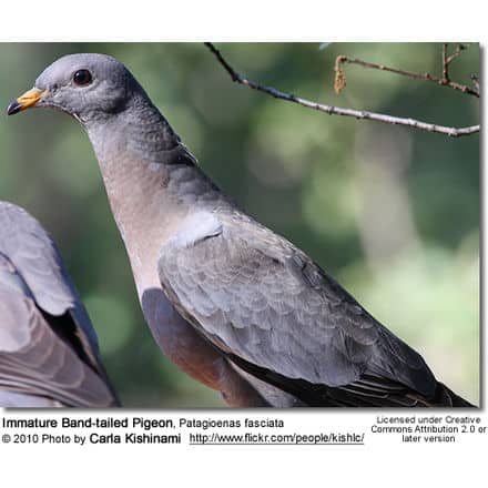 Immature Band-tailed Pigeon, Patagioenas fasciata - Immature