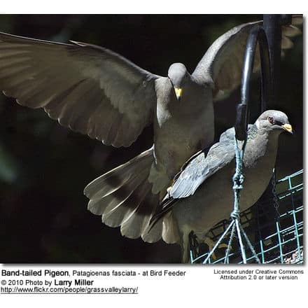 Band-tailed Pigeon, Patagioenas fasciata - at Bird Feeder