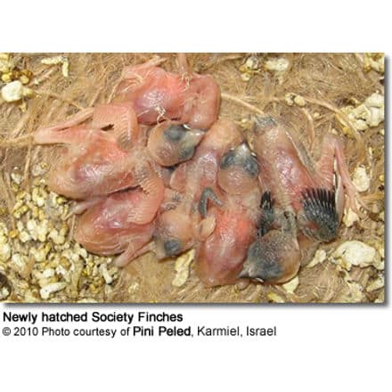Newly hatched society finch chicks