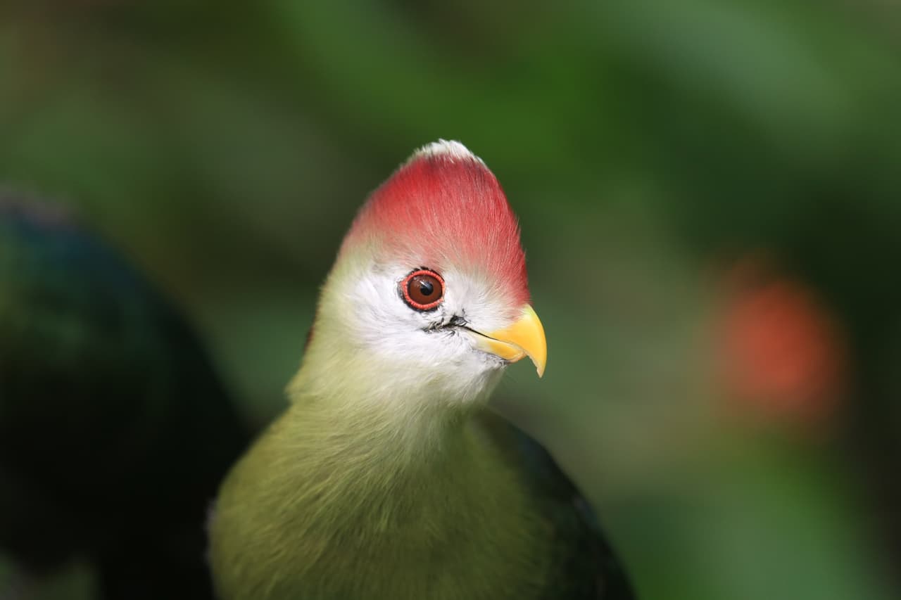 A Colourful Bannerman's Turacos