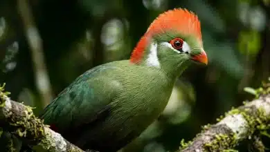 Bannerman's Turacos (Tauraco bannermani)