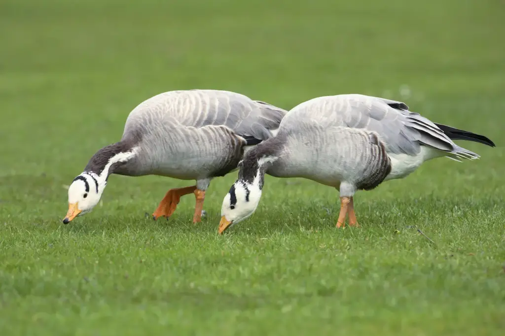Bar-headed Geese Eating on Grass
