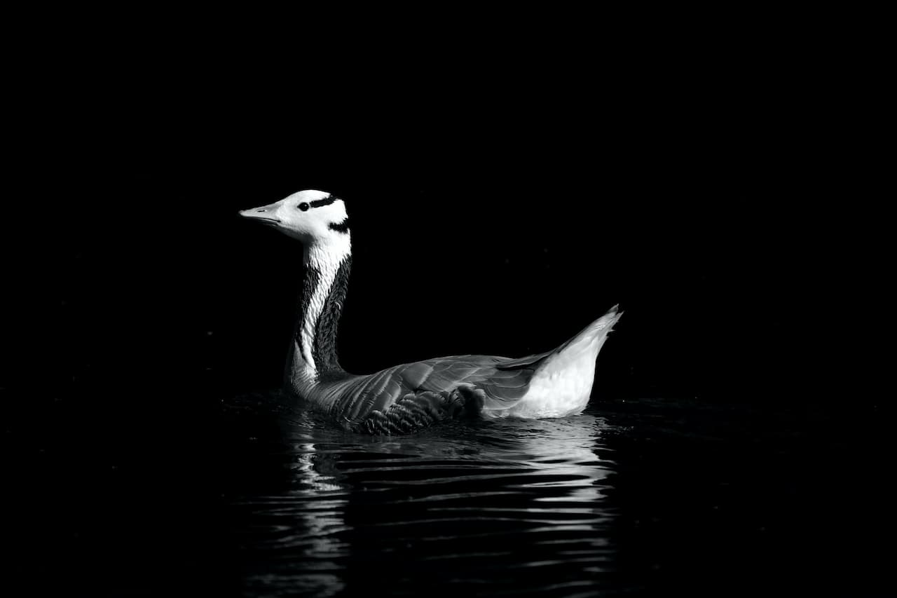 A Bar-headed Goose In Black Background
