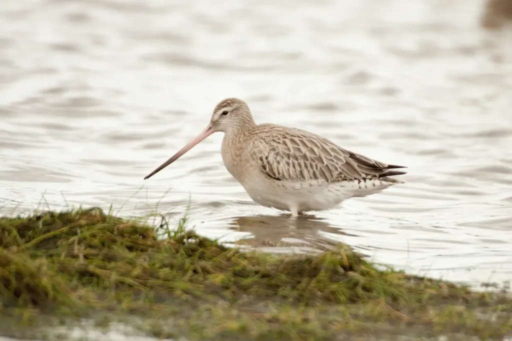 Bar-tailed Godwit Image