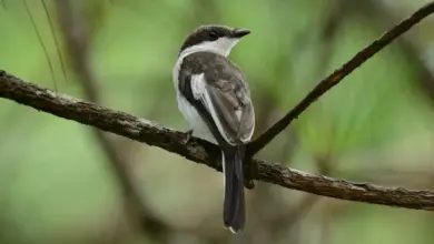 Bar-winged Flycatcher-shrike (Hemipus picatus) On Branch