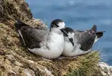 Barau's Petrels