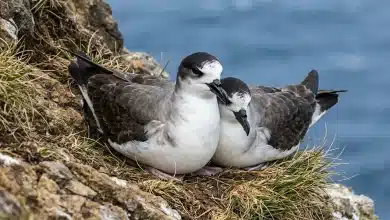 Barau's Petrels