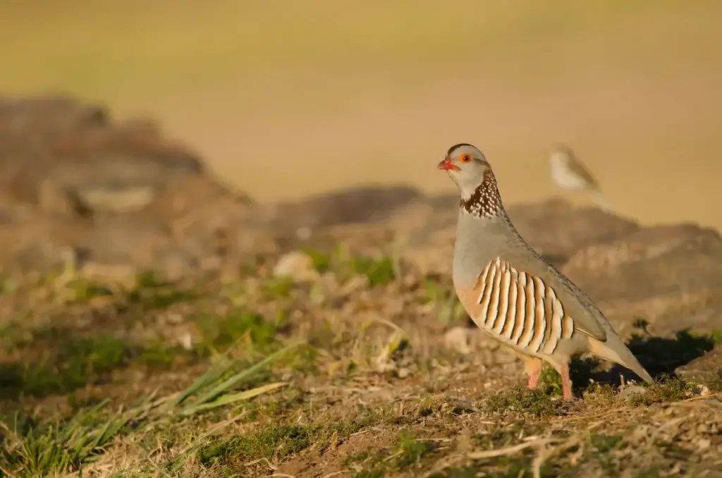 Barbary Partridges on the Grass 