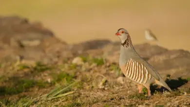 Barbary Partridges on the Grass