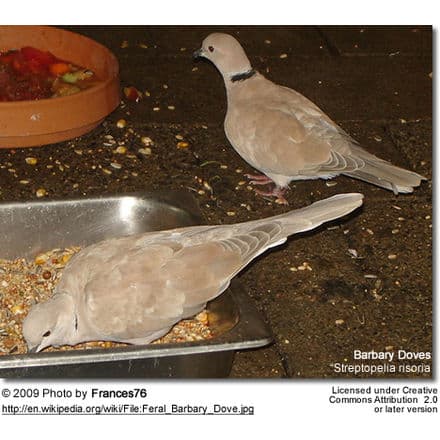 Barbary Doves