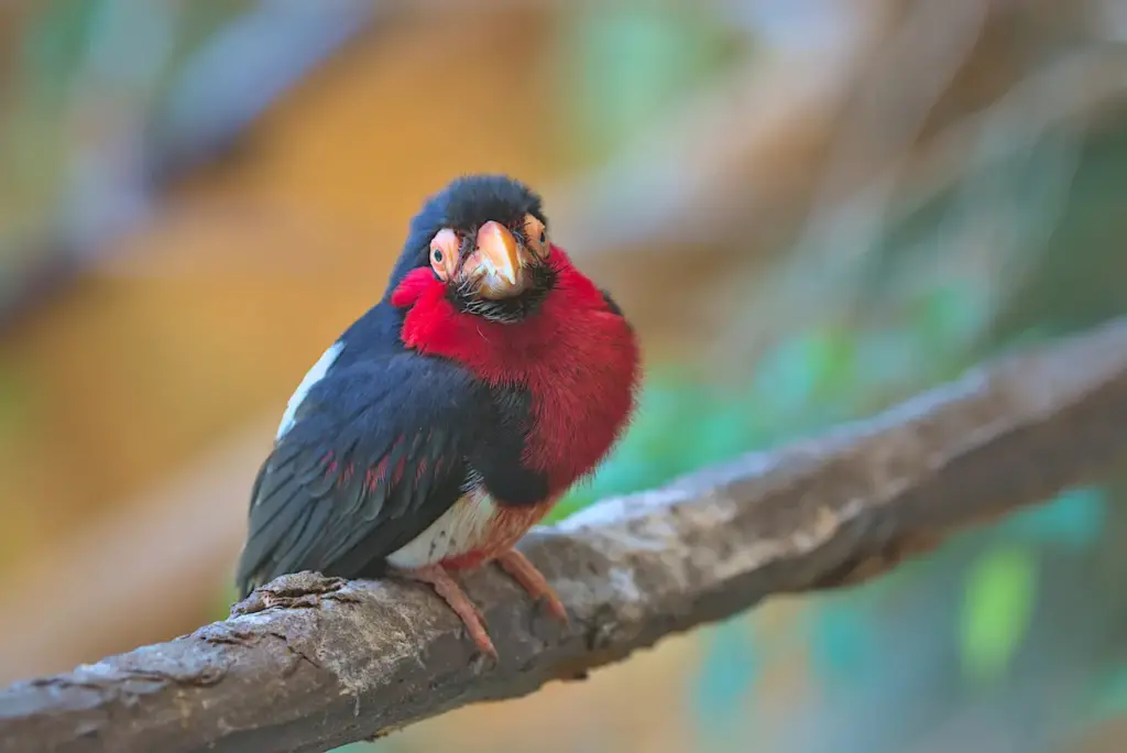 Barbet Bird Perched on a Tree