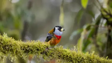 A Colourful Barbet Bird Perched In Tree