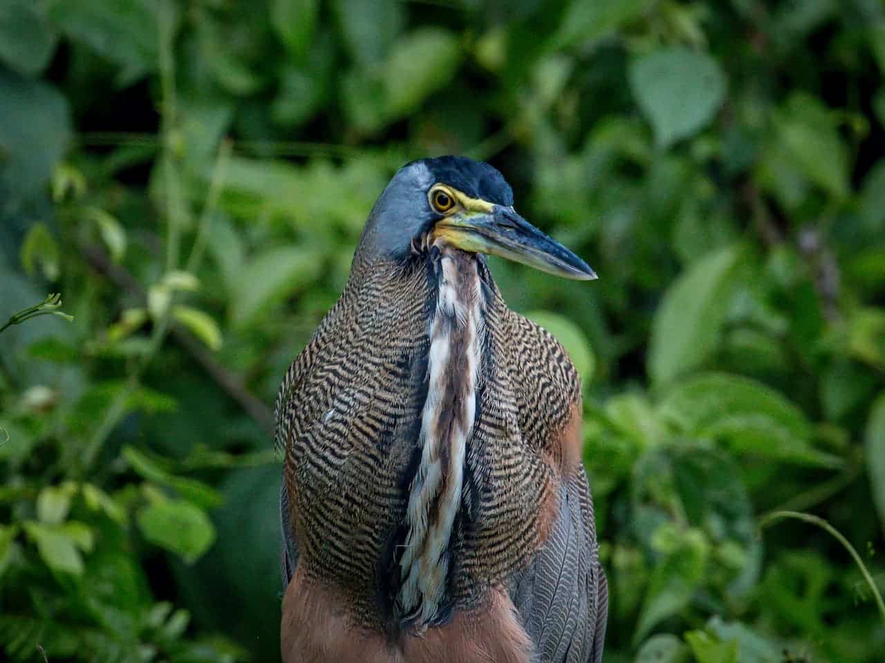 The Bare-throated Tiger Heron On The Tree
