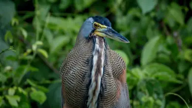 Bare-throated Tiger Herons Image